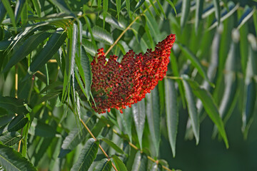 Close-up shot of a staghorn sumac (Rhus typhina) inflorescence surrounded by green leaves of the sumac tree