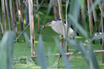 Male and female little bittern or common little bittern (Ixobrychus minutus) close-up shot in their natural habitat. There is an episode of successful hunting of the male
