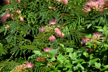 Close up of flowers and leaves of Albizia julibrissin, the Persian silk tree in the soft morning light in the morning sun.