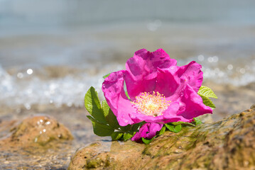 pink wild rose flower at the beach, farewell scenery