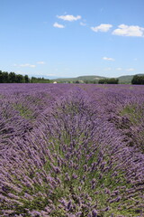 Obraz premium Lavande, Vaucluse, France