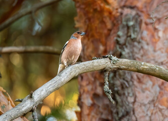 Colorful bird in the garden tree