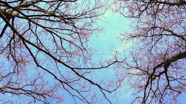 Rotating trees and branches on blue sky. Low angle circling