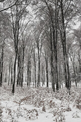 Snow covered forest in winter