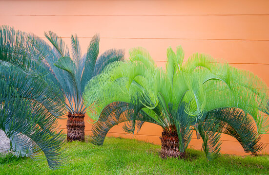 Beautiful Sago Cycad palm and Cycas Cairnsiana are growing on green lawn with orange concrete wall in home gardening area