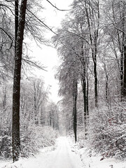 Snow covered forest in winter