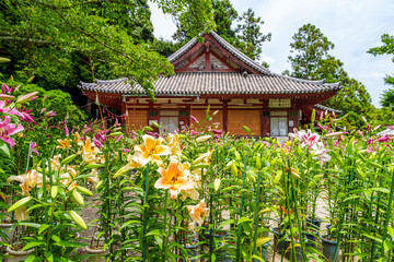 【奈良県】大和郡山市 松尾寺 境内に咲くカサブランカの花 (2023/07/03撮影)