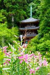 【奈良県】大和郡山市 松尾寺 境内に咲くカサブランカの花 (2023/07/03撮影)