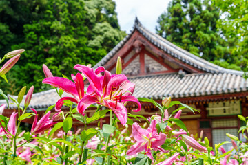【奈良県】大和郡山市 松尾寺 境内に咲くカサブランカの花 (2023/07/03撮影)