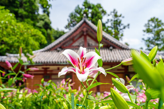 カサブランカ Images – Browse 1,539 Stock Photos, Vectors, and