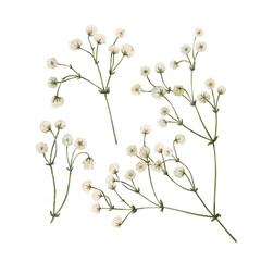 Set of watercolor gypsophila flowers isolated on a transparent background. Digital botanical illustration for your design - obrazy, fototapety, plakaty