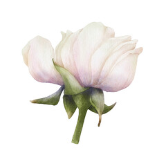 Watercolor painting of gentle white-pink rose isolated on a transparent background. Digital botanical illustration for your design
