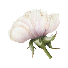 Watercolor painting of gentle white-pink rose isolated on a transparent background. Digital botanical illustration for your design