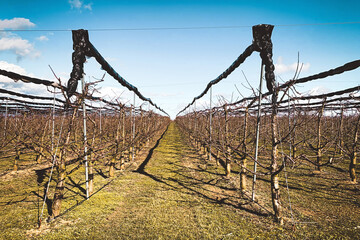 Orchard with apple trees at the beginning of a new season