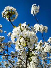 Close-up of cherry blossoms at a tree in full bloom