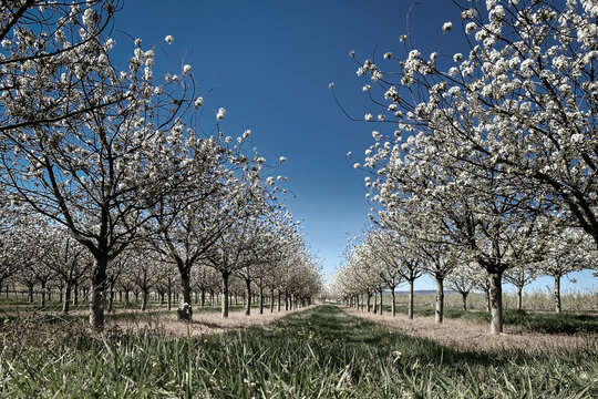 Low angle view of orchard with cherry trees in full bloom
