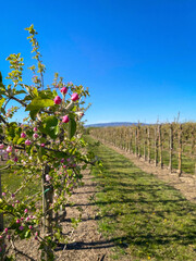 Fototapeta na wymiar Orchard with apple trees starting to bloom at the beginning of a new season