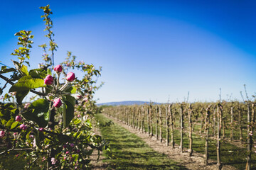 Orchard with apple trees starting to bloom at the beginning of a new season