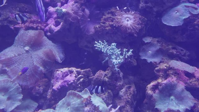 Carpet anemone mini