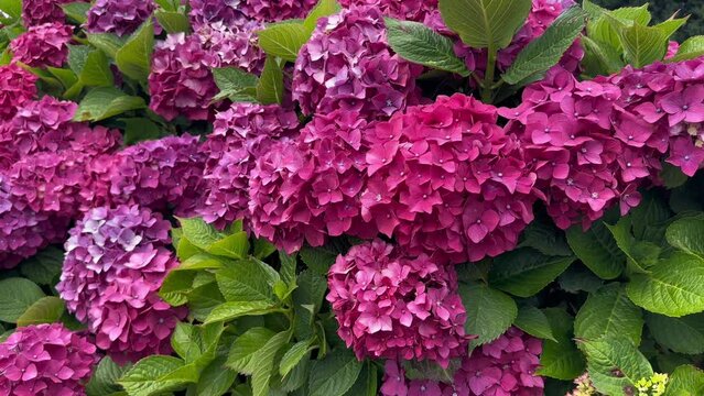 Hortensia blossoming, flower market background. Gardening. Slow motion.