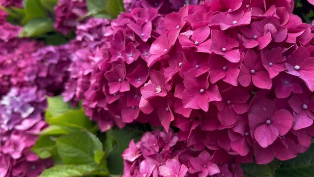 Hortensia blossoming, flower market background. Gardening. Slow motion.