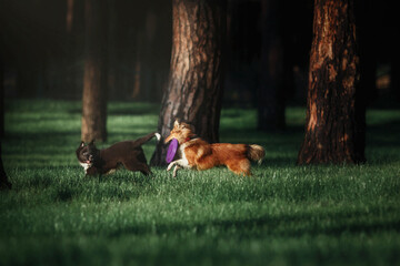 Dogs having fun together while playing outside - obrazy, fototapety, plakaty