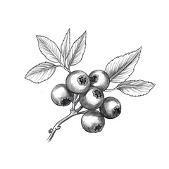 bilberry blueberry ai generated