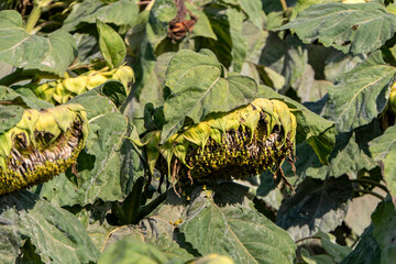 Agricultural field of ripe sunflowers. Sunflower heads with large white seeds closeup.