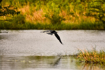 morning scene with flying bird
