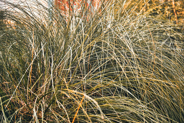 a tall grass on a field