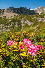 flowering alpine roses on Alp Holzhüs and Hostetbach high above Guttannen in Haslital, Berner Oberland