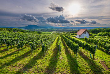 Vineyards with the Saint George Hill in Balaton Uplands, Hungary