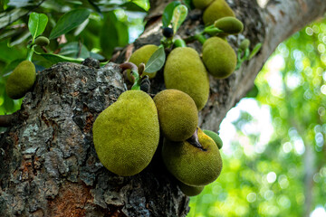 Jackfruit's flesh is a good source of vitamin C and its seeds are a source very tasty