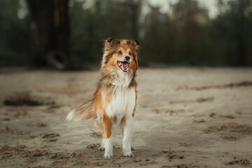 Sheltie Dog on a Walk: Serene Canine in Nature