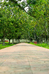 These roads travel through deserts, huge forests, along beautiful trees