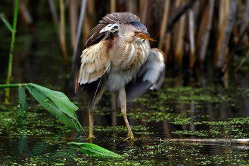 Little bittern // Zwergdommel (Ixobrychus minutus) 