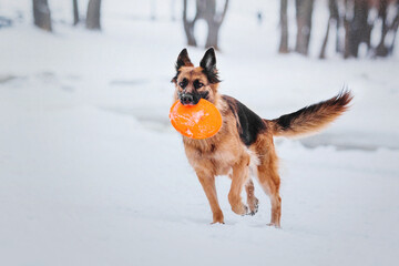 Fototapeta na wymiar German Shepherd Dog Catching Flying Disc: Sporty Canine Training