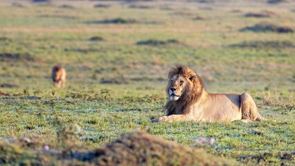 Fototapeta na wymiar Resting male lion, panthera leo, in early morning light, Masai Mara, Kenya. His brother is approaching from behind.
