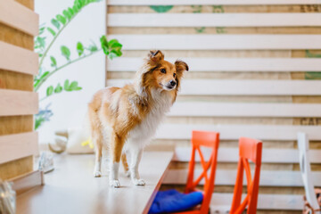 Shetland Sheepdog (Sheltie) dog in the kitchen, eagerly asking for food. A heartwarming home scene, cherishing life with a beloved pet.