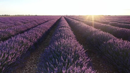 Blooming lavender fields with blue lavender flowers in summer Spain. Farm for the production of lavender oil. Aerial view from a drone.