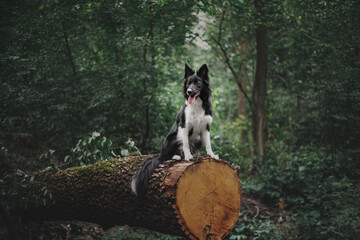Happy Border Collie Dog Enjoying Nature Walk amidst Lush Greenery and Trees