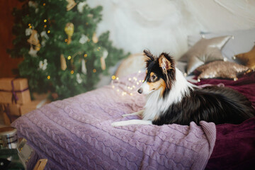 Border Collie Dog in Festive Christmas and New Year Decorations