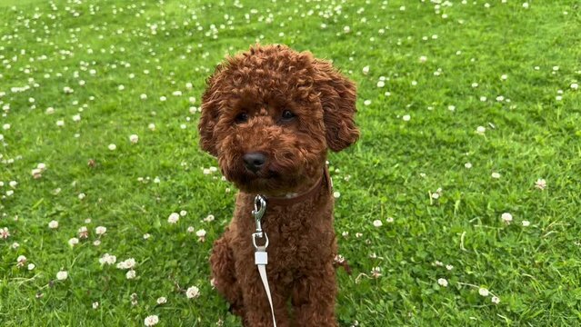 Red toy poodle sitting in green grass, slow motion. Cute dog resting outside