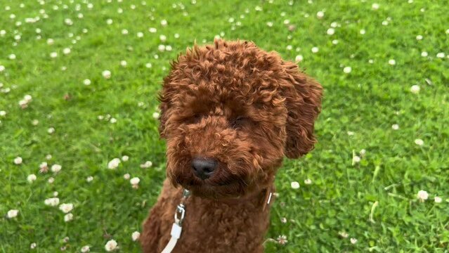 Red toy poodle sitting in green grass, slow motion. Happy dog resting outside