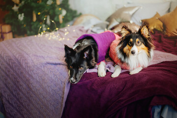 Fototapeta na wymiar Border Collie and Sheltie (Shetland Sheepdog) Dogs in Festive Christmas and New Year Decorations
