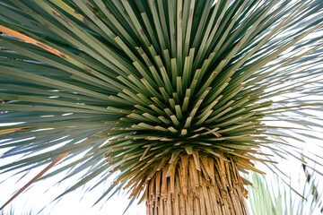 A fragment of  Yucca rostrata palm against the sky in sunny day.