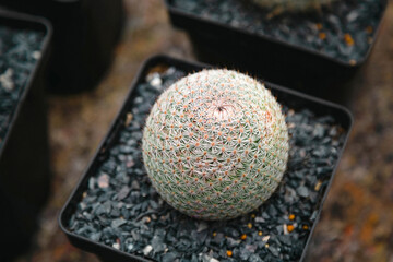 The close-up of the Mammillaria microthele cactus in the flower pot is on sale in the botanical store.