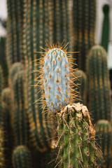 New process of Browningia cactus against other cacti. Vertical image.