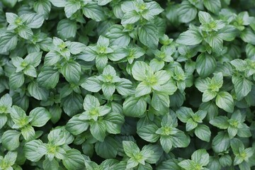 Delicious aromatic mint plants growing in the summer garden.