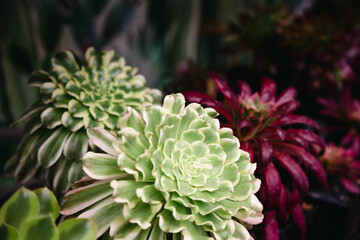 The close-up of the Aeonium flowers of different colors.